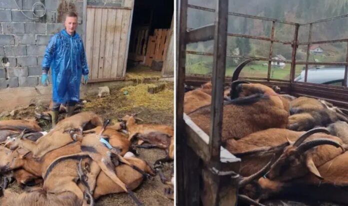 672328191_1456262223213110_1088947458442644966_n