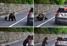 VIDEO: Hranio medvjedicu i mladunče iz automobila, a onda ih medvjed napao